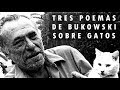 Tres poemas de Bukowski sobre gatos