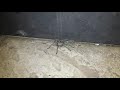 Огромный паук во дворе отеля на Кипре в прошлом году. Канал Тутси влог.