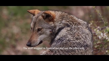 University of Cumbria - BA(Hons) Wildlife Media Showreel