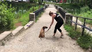 Boston Dog Trainers / Watertown Dog Trainers 1 Week Board and Train- 6 Month Old Shepherd Mix, Belle