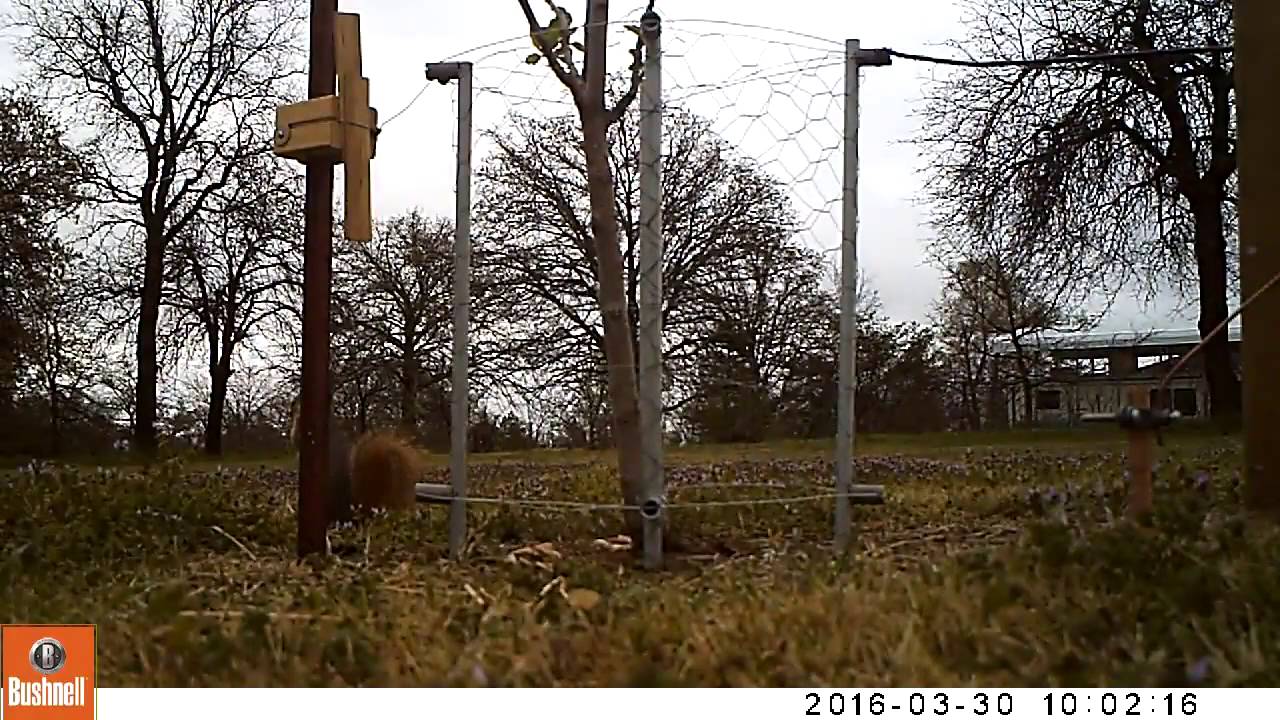 Electric fence fruit tree squirrel test.. YouTube