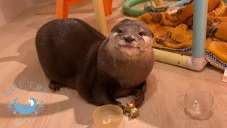 【カワウソ】うーあげ夫婦とカプセル　Otter　U chan ＆ Oage play with the capsule toy