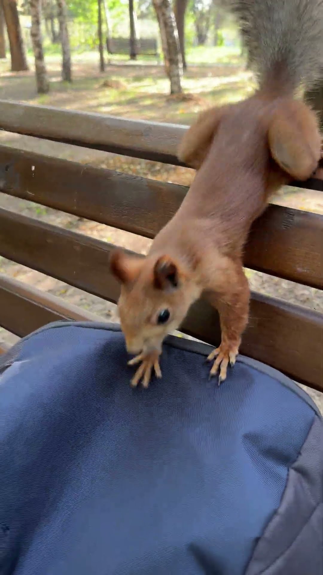 Friendly Squirrel Gets a Snack || ViralHog
