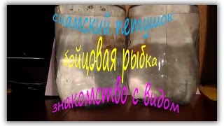 Рыба "Петушок". Бойцовая рыба или сиамский петушок. Уход, содержание и разведение. Fish Rooster. Рыба "Петушок". Бойцовая рыба или сиамский петушок. Уход, содержание и разведение. Fish Rooster.