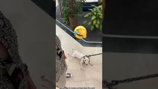 Hilarious Stubborn Dog 🐶🐕 #doglife #animallife #dogshorts #dogvideos #funny #crazycomedy