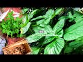 DIY Box Palet jadi Pot, Menanam Bayam dan Cabe Rawit (Repotting spinach) | Ide Dhica