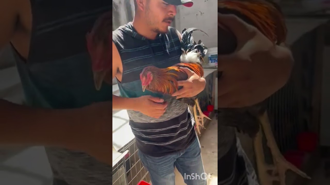 Explicando por que no subimos video seguido 