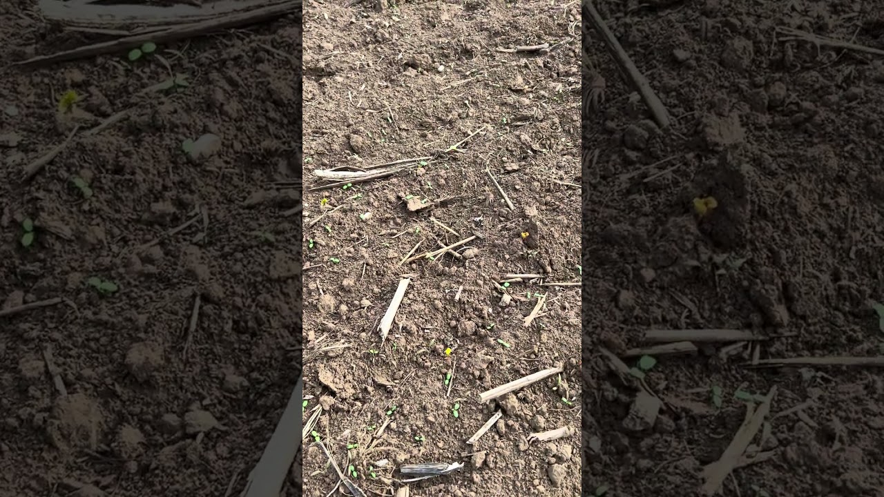 Szórva vetett takarónövény kelésének szemlézése