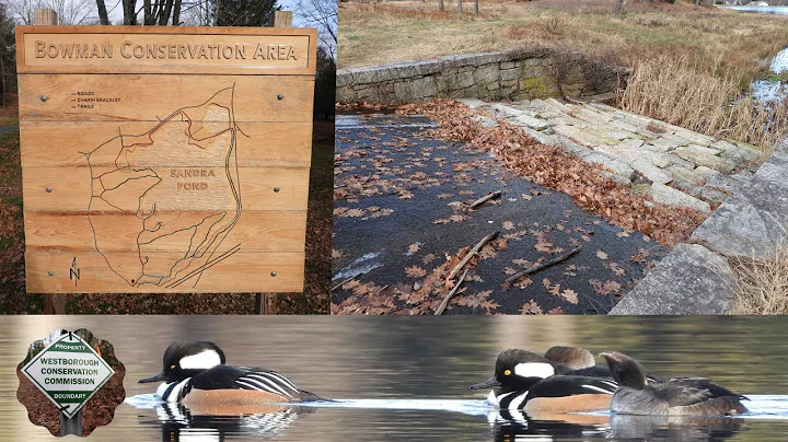 Bowman Conservation Area ~ Westborough Reservoir ~...