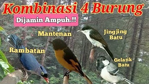 Suara Pikat Rambatan Kombinasi Mantenan Jingjing Batu Gelatik Batu