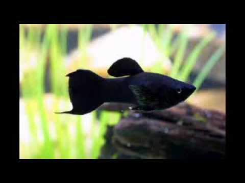 Черная рыба жив. Моллинезия аквариумная рыбка. Аквариумная рыбка Моллинезия черная. Моллинезия аквариумная черная. Черный меченосец аквариумная рыбка.