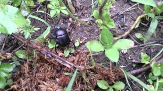 Scarabaeus sacer (dung beetle)