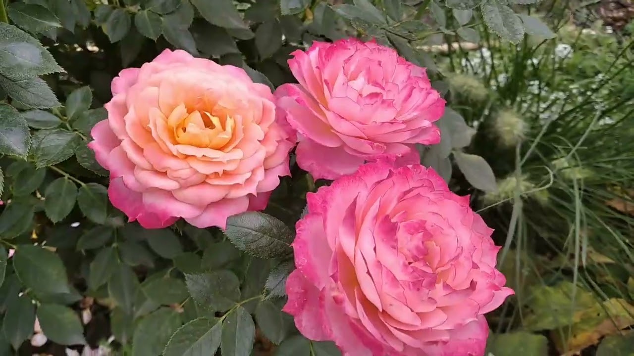 Друга хвиля цвітіння троянд 2022. Ч. 2.