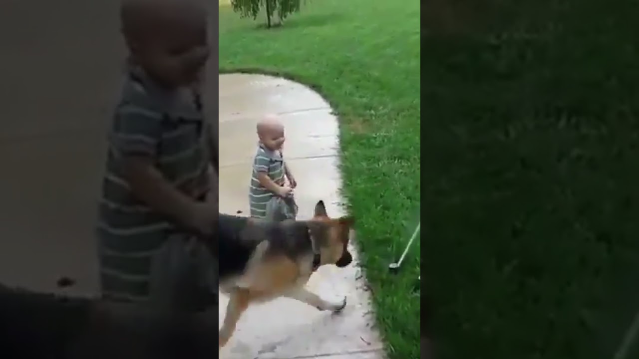 baby teaches doge to love sprinklers #relatable #dogs #baby #water #comment