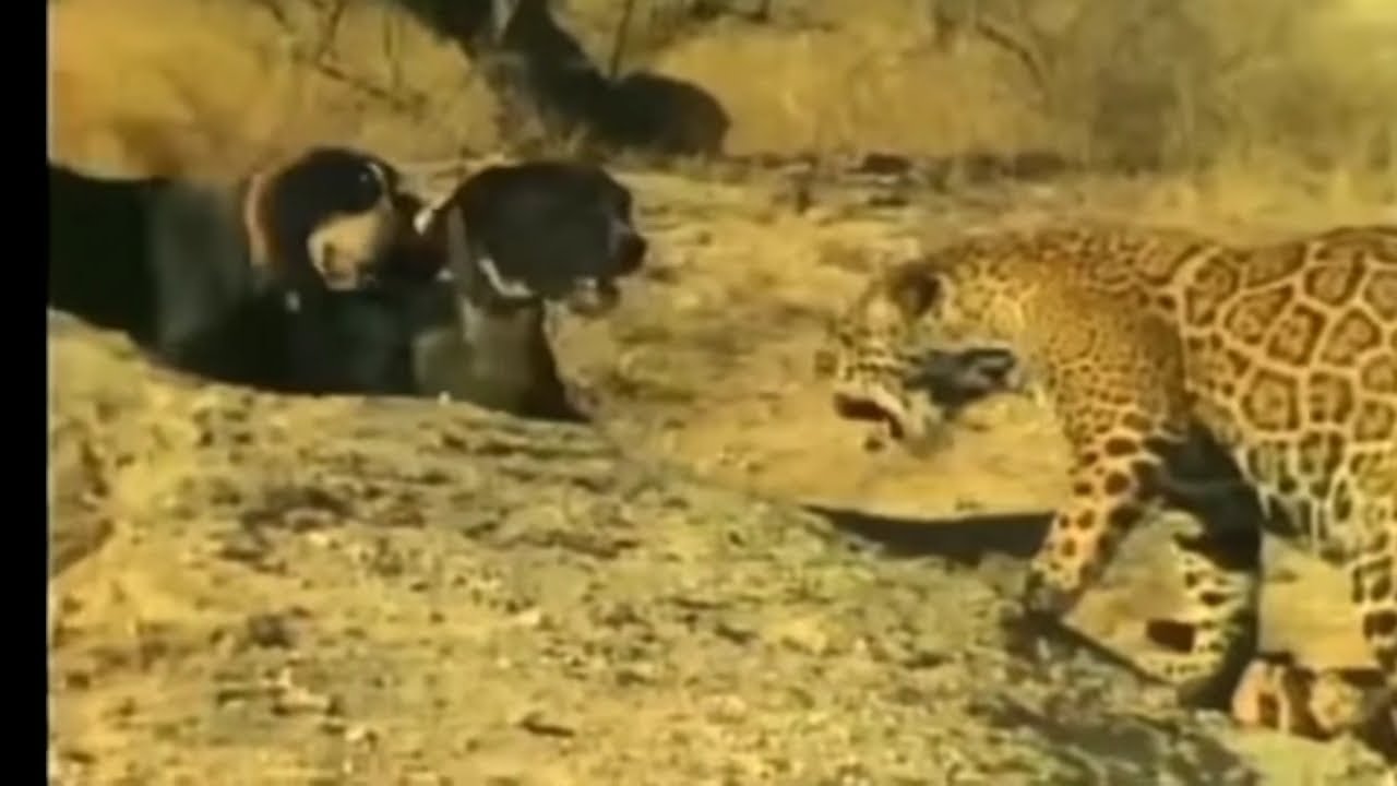 A dog is suddenly attacked by a jaguar while walking on the road Animals attack jaguars Vs