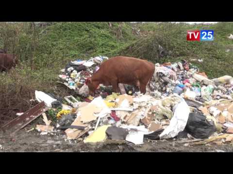 ბრუცელიოზის შემთხვევა ბათუმში