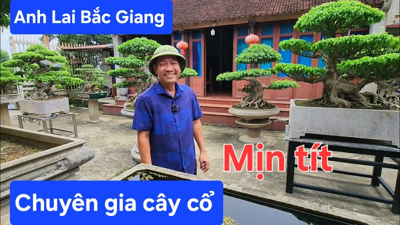 Khám phá vườn cây cổ chất lượng của anh Lai ở Bắc Giang