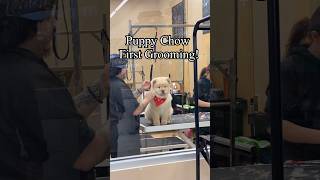 The cutest puppy Chow first grooming ‍❄❤ #chowchow #puppy #dog #doglovers #grooming #cutepuppy