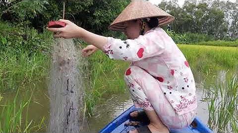 Giăng lưới bắt cá trên ruộng mùa nước lên và cái kết| Miền Tây - NHANHA OFFICIAL