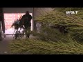 В Челябинске новогодним деревьям подарили вторую жизнь