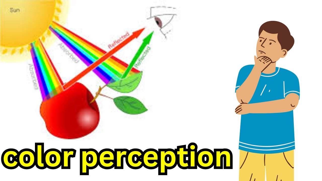 What is color perception? - YouTube