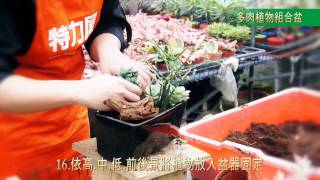 特力屋DIY組合盆栽-多肉植物