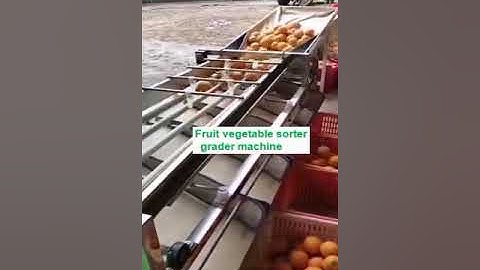 fruit vegetable sorter grader machine