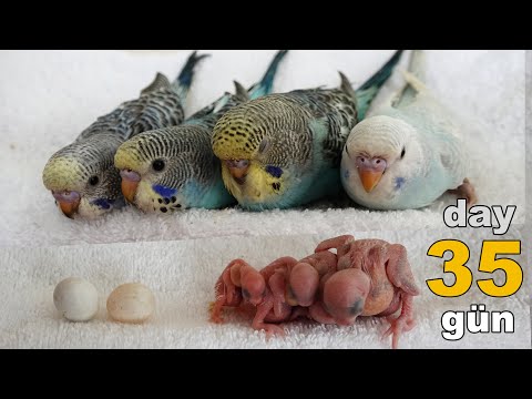 Muhabbet Kuşu Pastelin Yavruları 35 Günlük Gelişimi