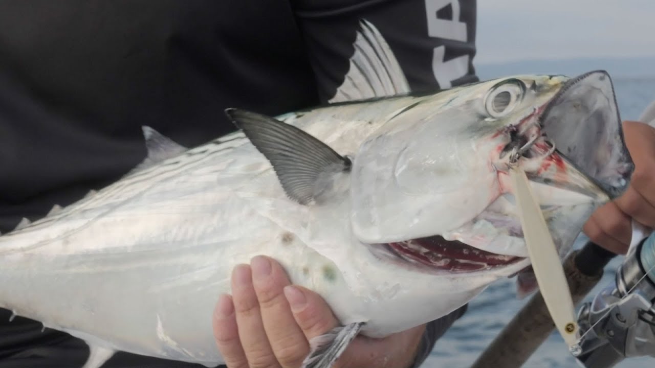 Cape Cod Canal Fishing Reports - Salty Cape