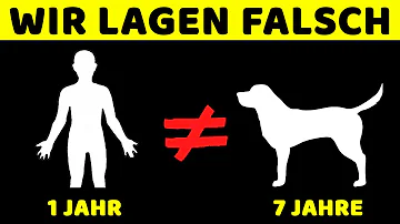 Wie alt ein Hund in menschenjahren wirklich ist?