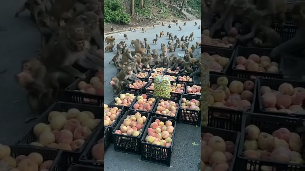 monkey eat apple ❤️👍