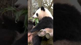 Panda bears 🐼🤍