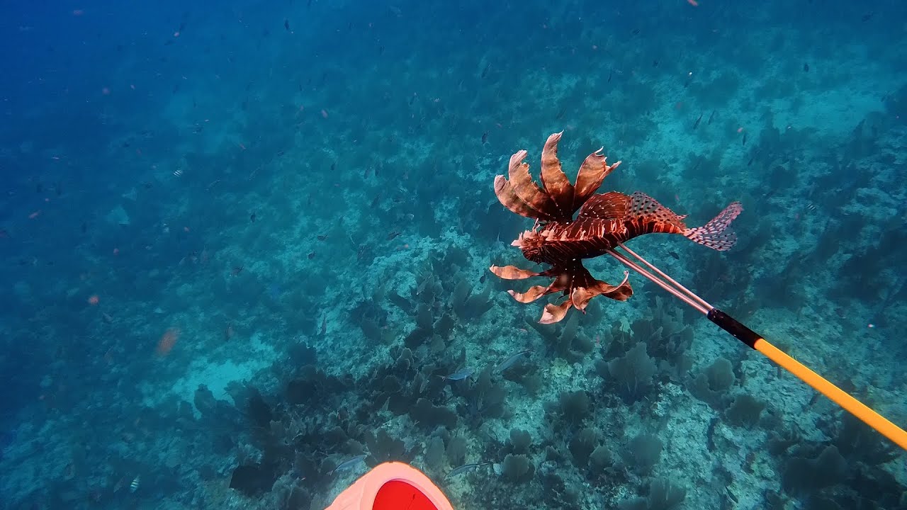 Spearfishing Invasive Lionfish on a Florida Keys Reef