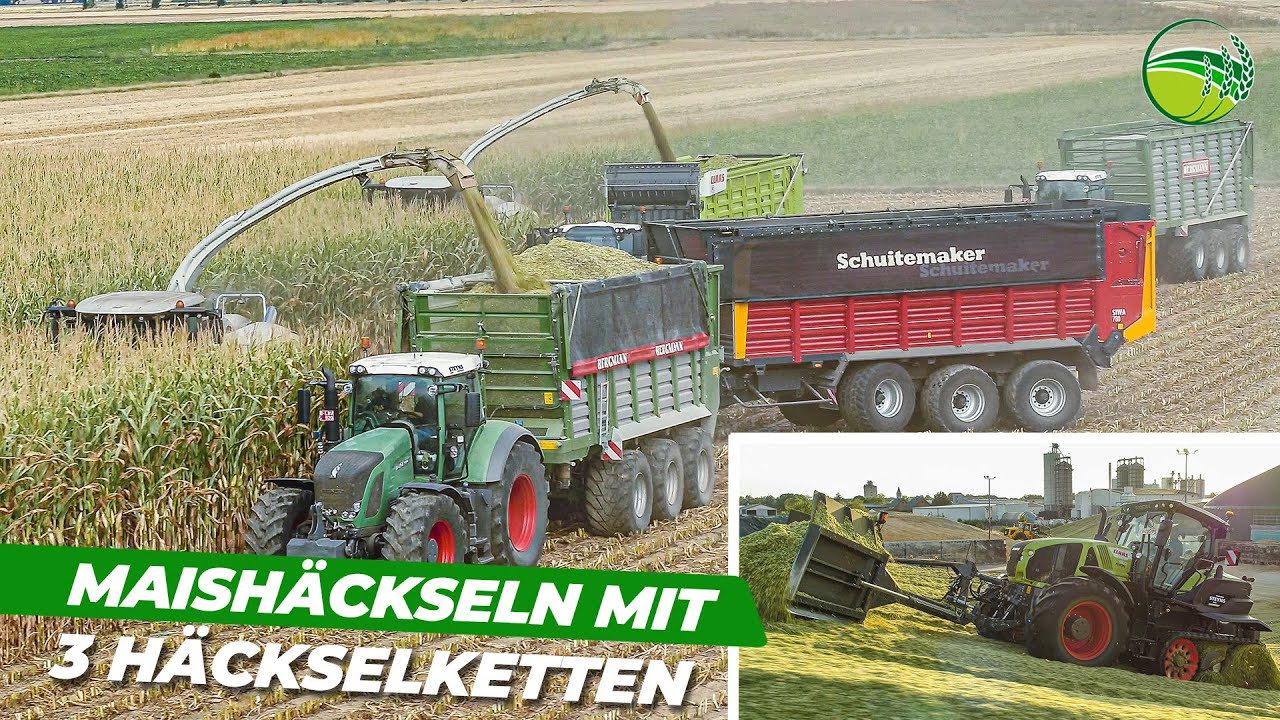 Lohnunternehmen Steyns häckselt Mais mit drei CLAAS Jaguar Feldhäcksler