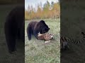 🐻🐯🦌Bear VS Tiger Fight Over a Deer! What Happens Next Is Wild #wildlife #animals #bear #tiger #fight