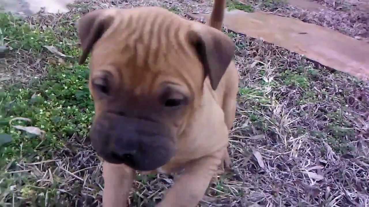 boxer shar pei puppies