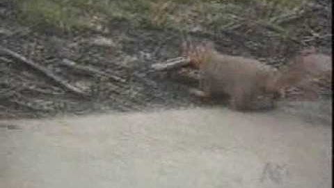 Animal Stories Fun from www metacafe com