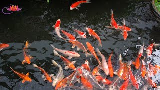Koi Fish Pond Relaxation| Clever Relaxing Music screenshot 1