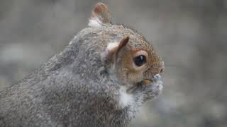 Squirrel freezes with unexpected visitor (glimpse @ 11 seconds)