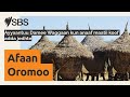 Ayyaantuu Damee Waggaan Kun Anaaf Maatii Koof Adda Jedhte SBS Afaan Oromoo Ayyaantuu Damee Waggaan Kun Anaaf Maatii Koof Adda Jedhte SBS Afaan Oromoo