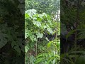 ASMR RAIN RF #15
