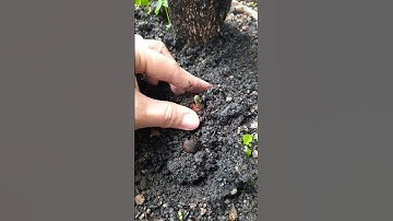 Hoe je cameliabloemen kunt vermeerderen uit bloemenzaden #beste #video #tips #geweldig #tuinieren
