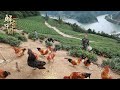 贵州大山里的贫困村，村民们被动员去养殖散养鸡，一年脱贫致富，一只鸡有多赚钱？【山海录】