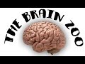 The Brain Zoo - Basics of Meditation