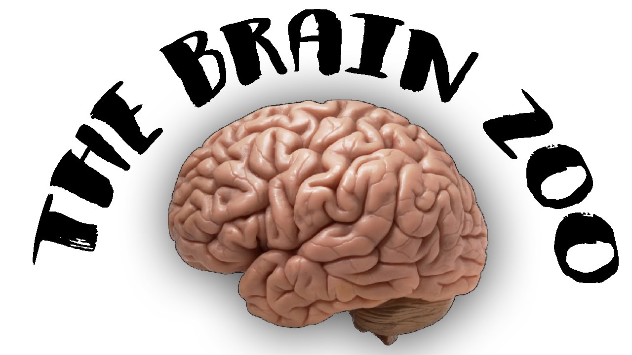 Прокачай мозг. Прокачать мозг. Прокачай мозги домик. Прокачай мозги надпись.