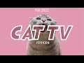 September cat tv  6 hours of fish birds squirrel and other animals for your cat to enjoy