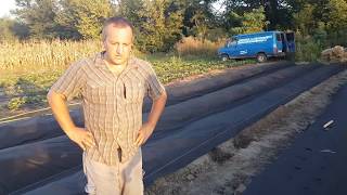 Посадка клубники на агроспан, сорт Клери Посадка клубники на агроспан, сорт Клери
