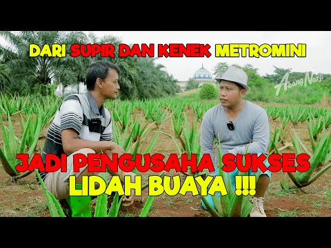 DARI SUPIR DAN KENEK METROMINI JADI PENGUSAHA SUKSES LIDAH BUAYA || KISAH INSPIRATIF - JURAGAN LAHAN