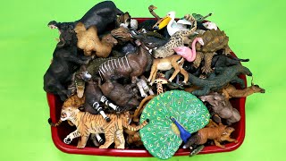Papo Wild Animal Figurines Toy Collection  Learn Animal Names