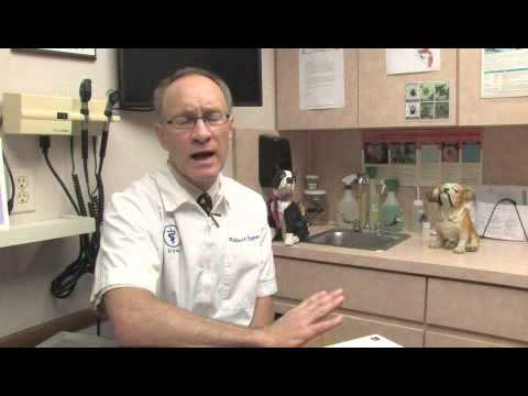 Video: Canine Bladder Infections